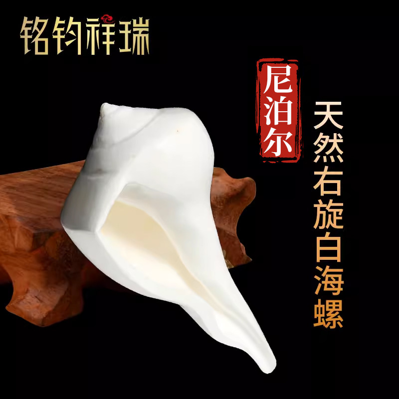 尼泊尔天然右旋贝壳园艺装饰
