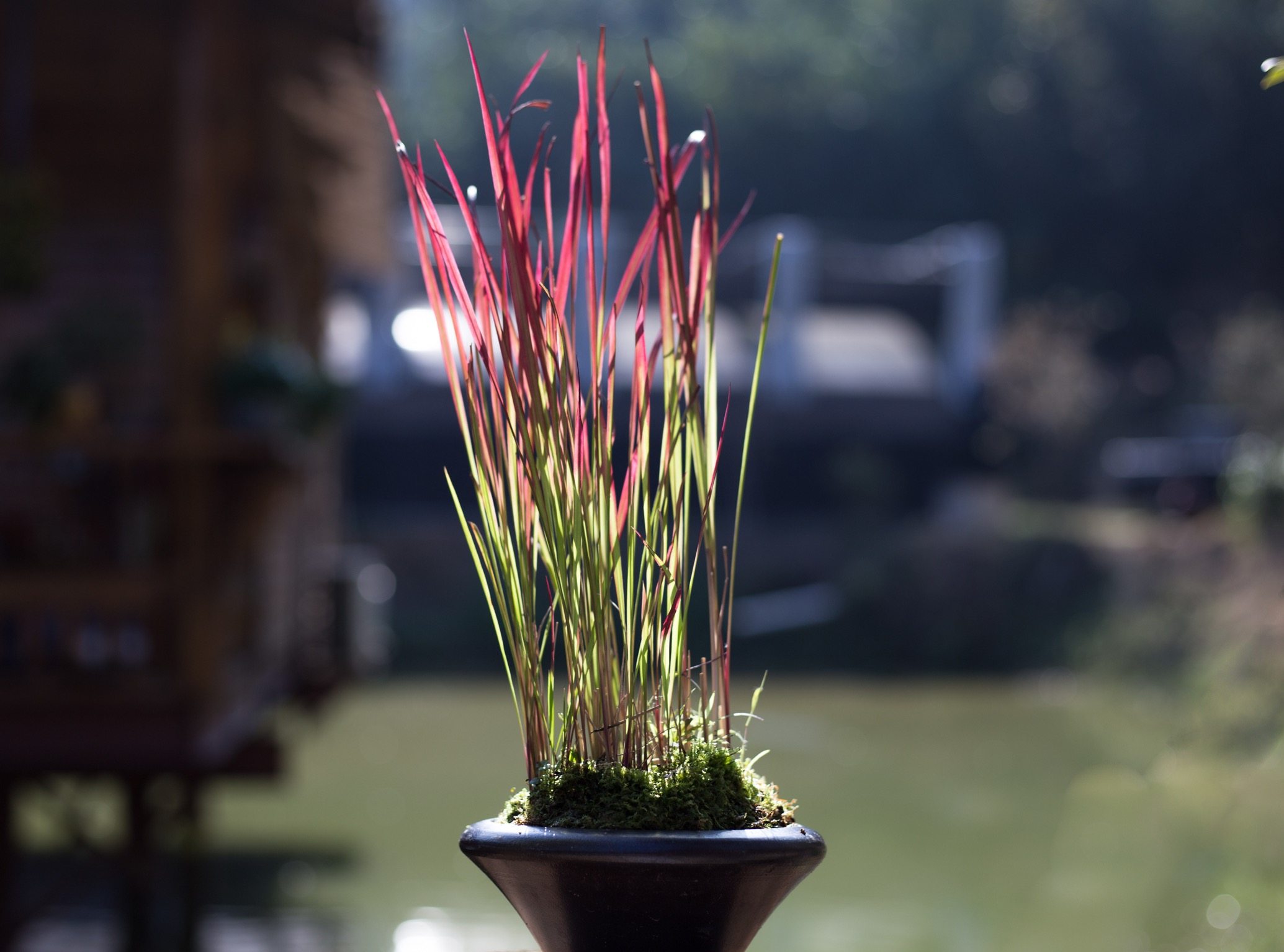 日本姬血茅 血茅草 趣味观叶植物山野草茅草