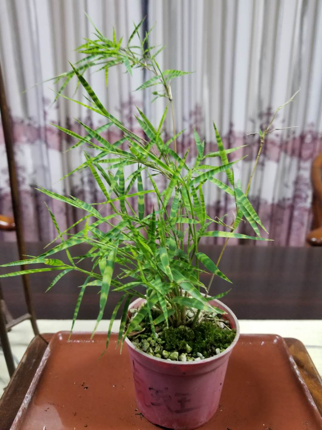 日本山野草虎斑风竹