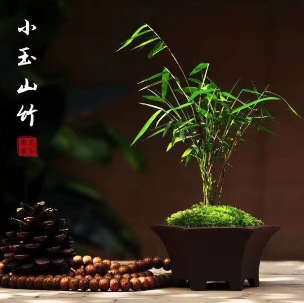 小玉山竹四季常绿植物四川油竹小型竹10杆左右室内室外客厅书房