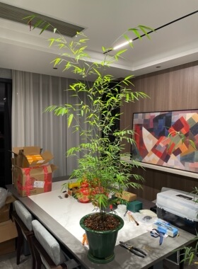 台湾内门竹精品竹子名贵竹种室内雅致飘逸灵动竹中珍品双十一特惠