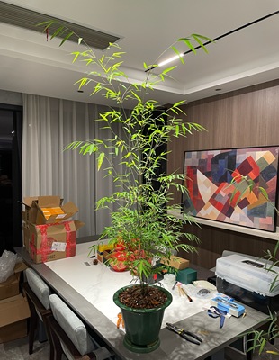 雅致室内净化空气名贵绿植