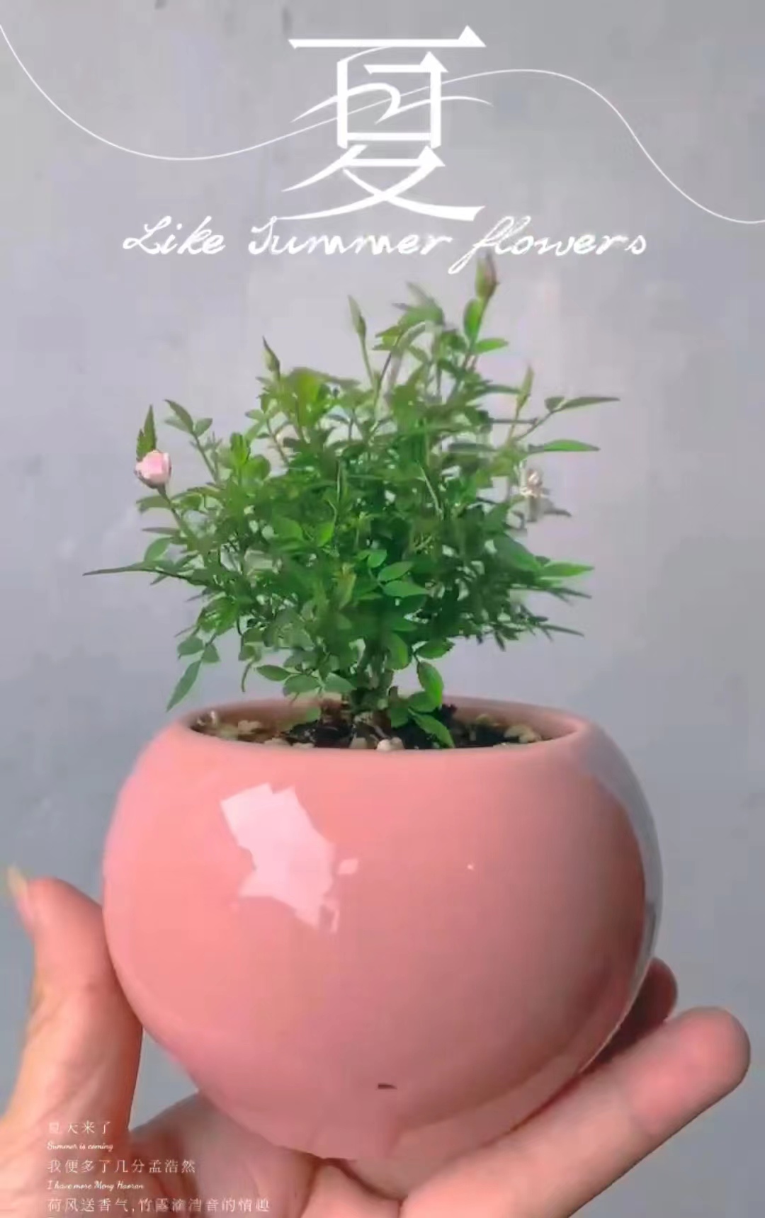 姬月季(又名姬乙女)开花机器一年四季开花最小的月季盆栽微型月