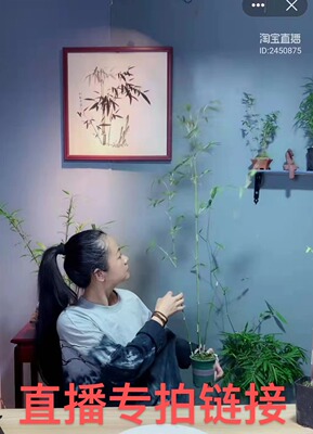 直播专拍链接绿植竹子