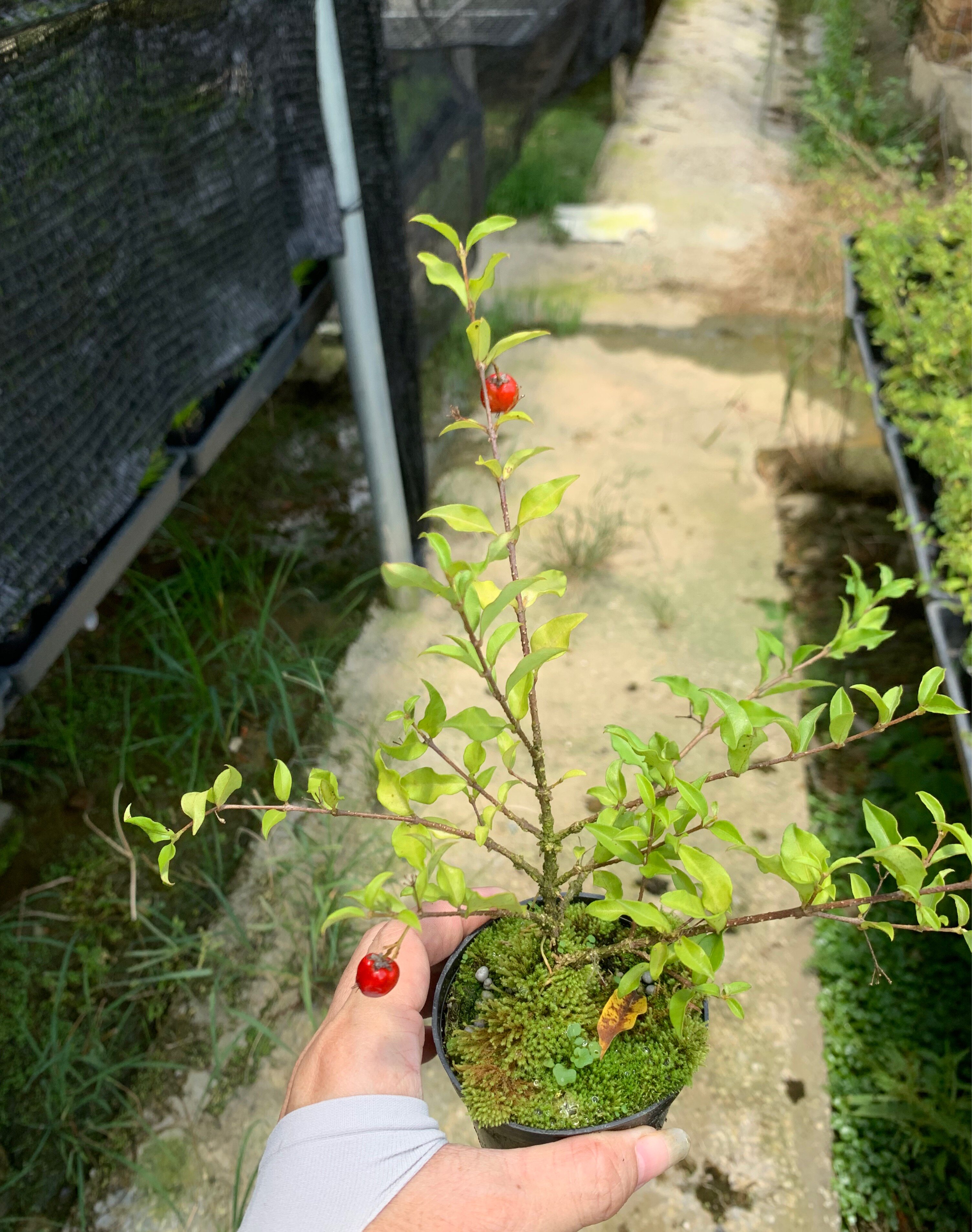 日本进口姬樱桃 李氏姬樱桃小苗珍珠樱桃迷你樱桃