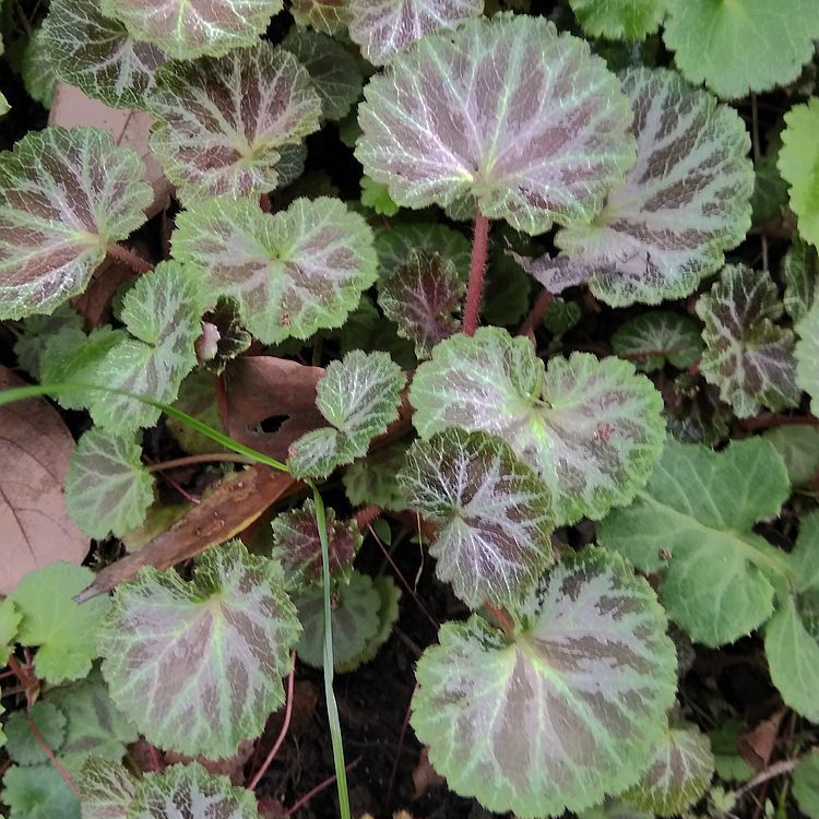 虎耳草阳台庭院附石盆栽