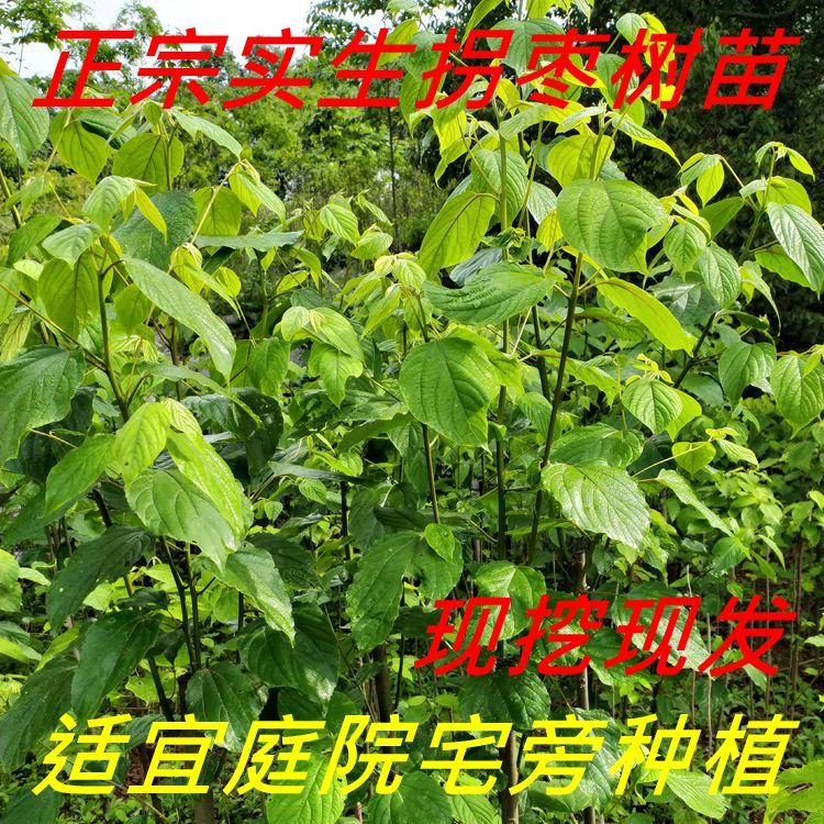 拐枣树庭院绿化蜜源植物