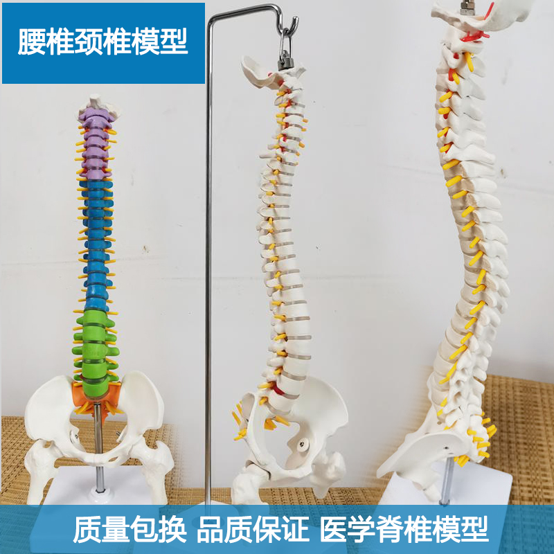 颐诺脊椎骨骨骼模型人体骨骼模型