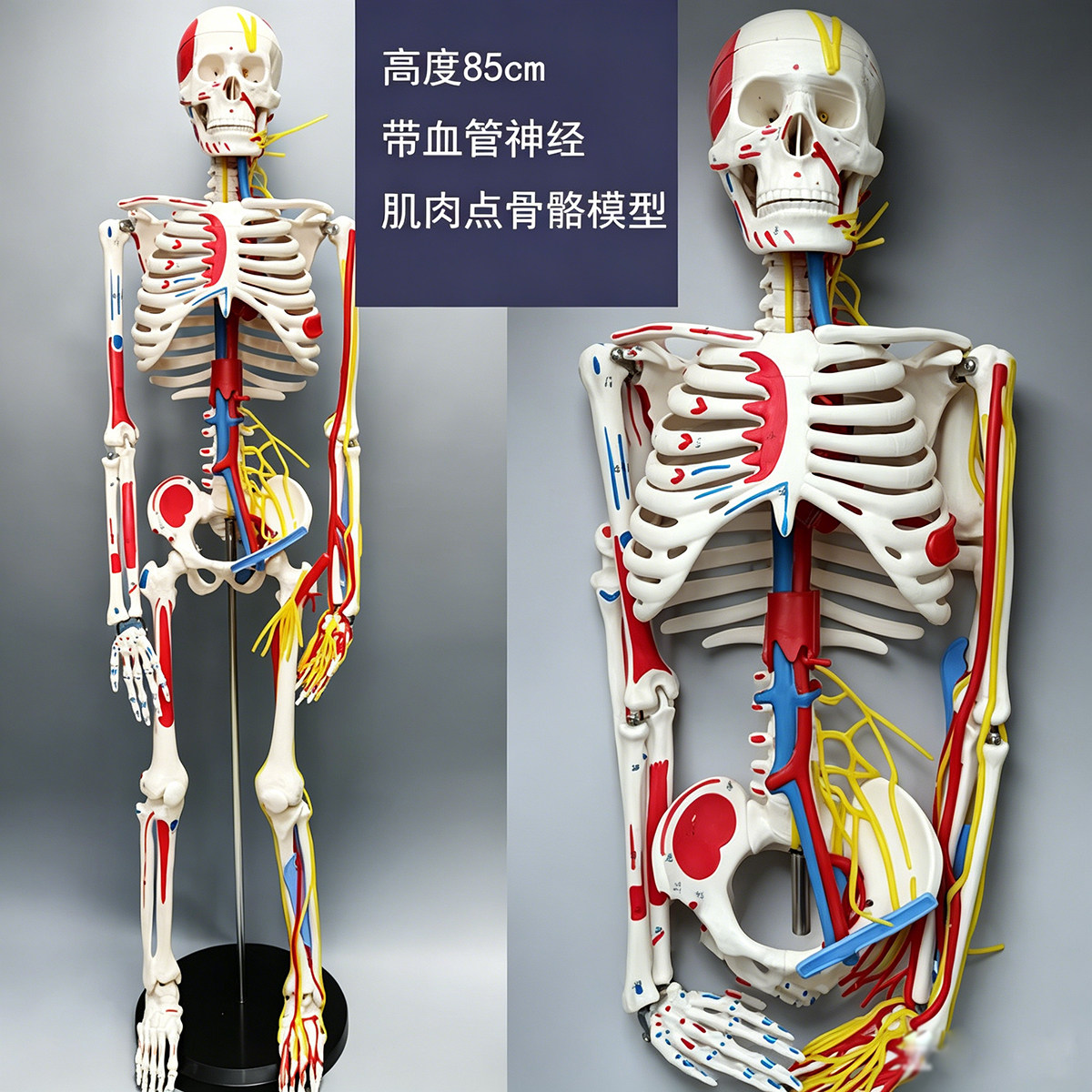人体骨骼模型骨架颐诺结构解剖