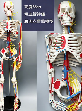 人体骨骼模型骨架颐诺结构解剖