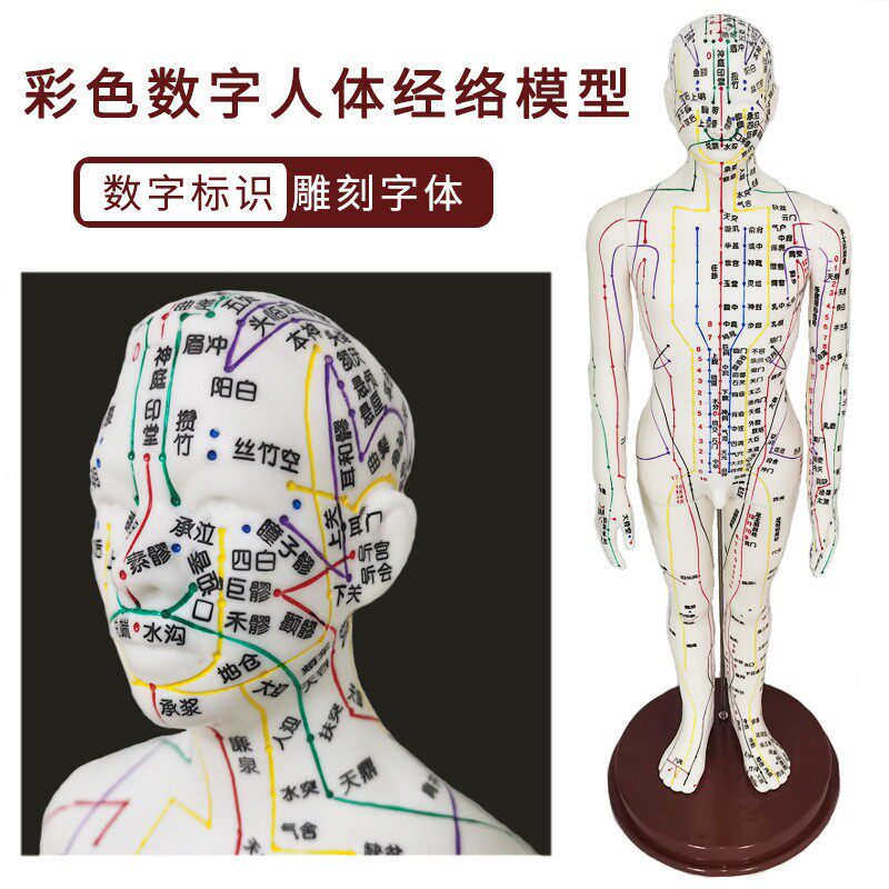 针灸模型穴位人体经络铜人