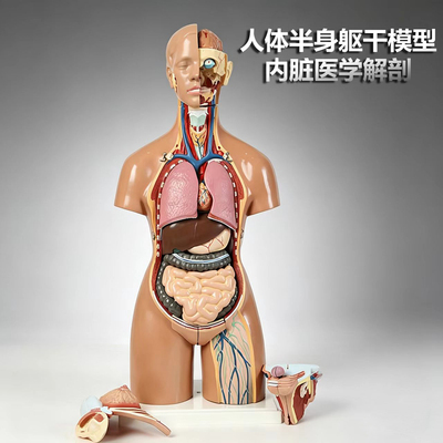 人体内脏医学系统器官结构内脏