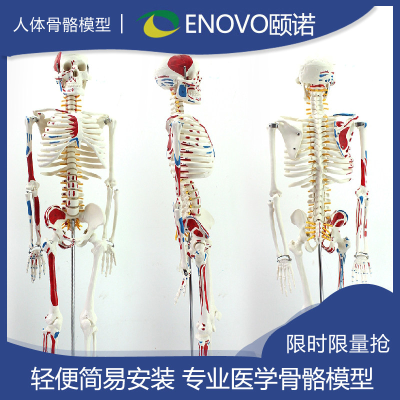enovo颐诺人体骨骼模型85cm170cm医学关节骨架拆卸人解剖全身骷髅