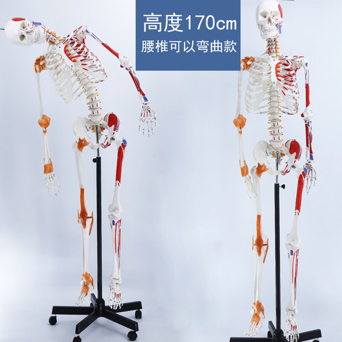 人体骨骼模型骨架颐诺结构解剖