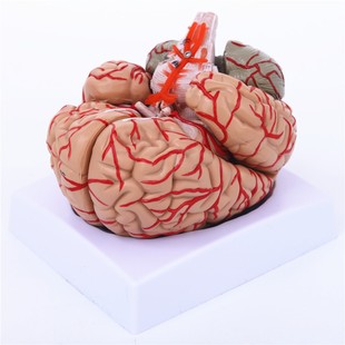人体大脑解剖大脑模型脑室人脑模型脑神经科模型