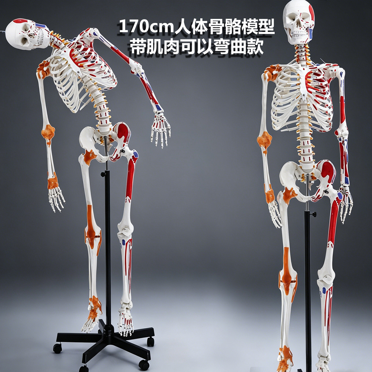 人体骨架模型骨骼骷髅
