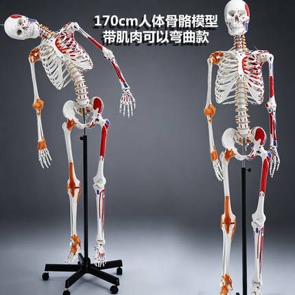 人体骨骼模人头骨架肌肉解剖脊椎骷髅小针刀正骨针灸人体骨骼模型