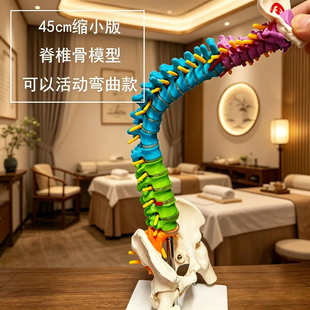 45CM彩色人体脊椎模型带骨盆股骨尾骨脊柱骨骼腰椎颈椎正骨模型