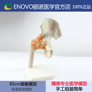 ENOVO颐诺 人体髋关节 股关节  人体 骨骼 运动骨关节 静态模型