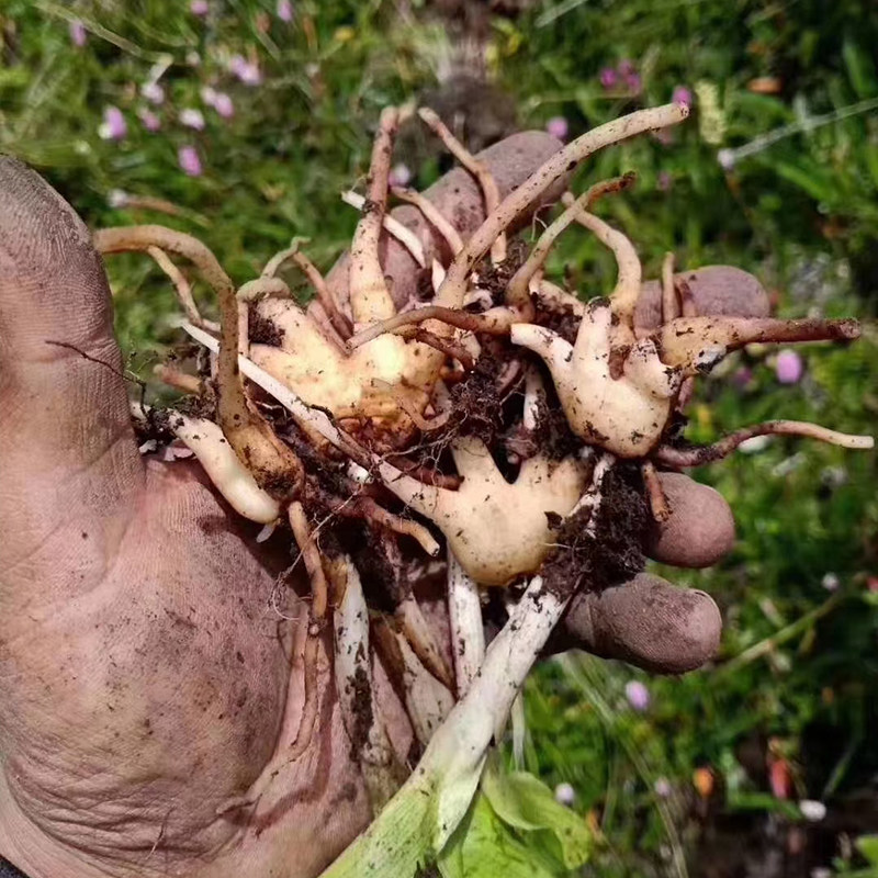 阿坝高原藏区野生手掌参佛手参藏药人特产干货滋补品保健西