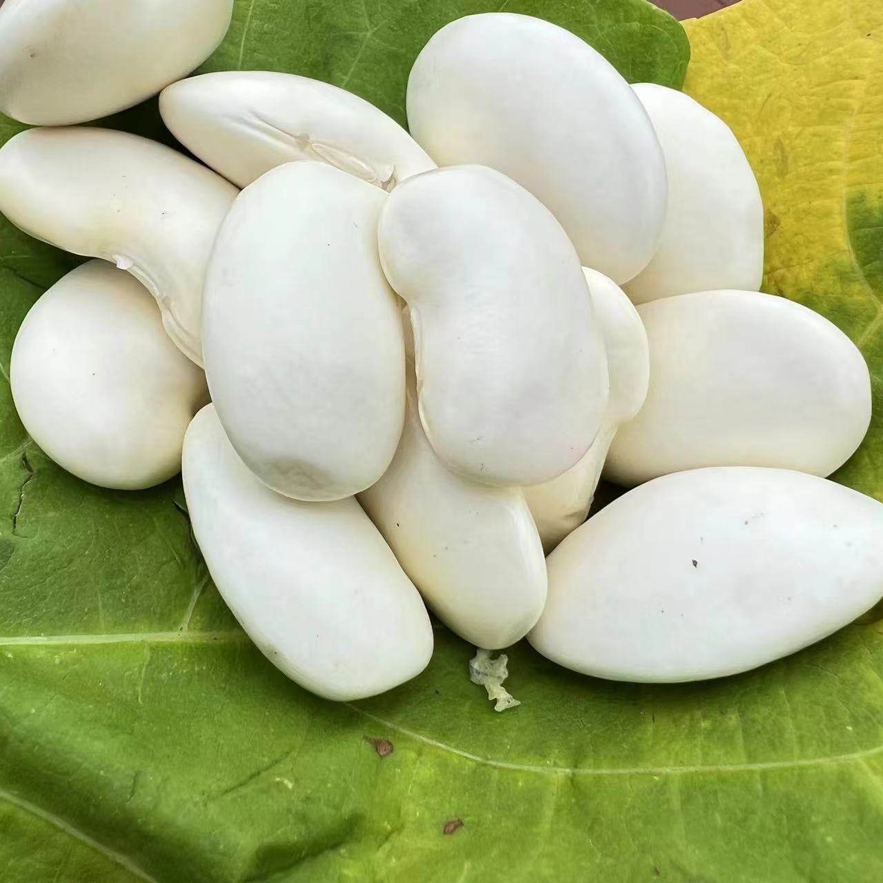 云南大理大白芸豆250克颗粒饱满