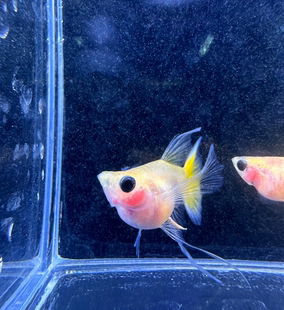 黄金玻璃猫孔雀鱼红头玻璃猫热带鱼黄化深海蓝短球体蝶翼大C鱼苗