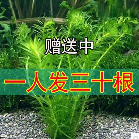 七彩生活馆水草大众品种快递包邮