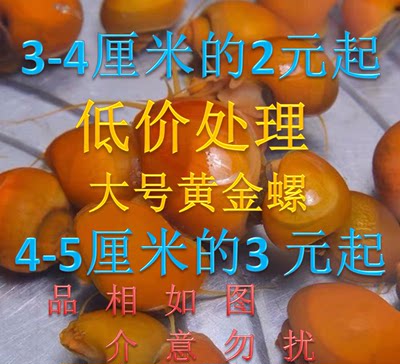 黄金螺观赏淡水活体工具斑马