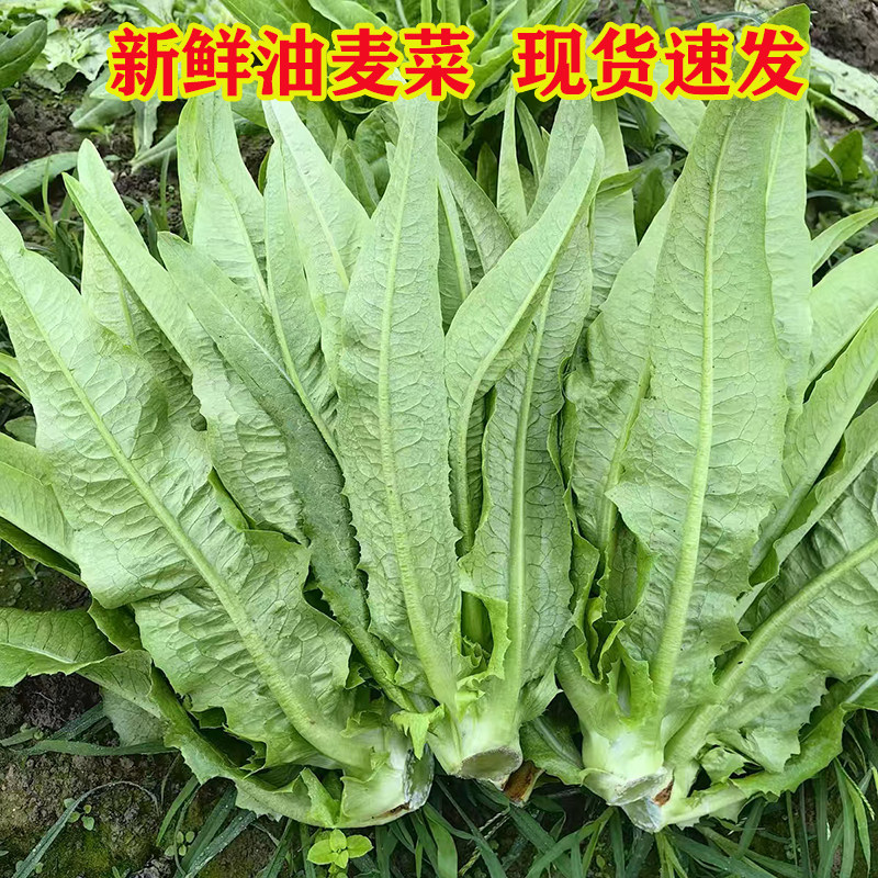 贵州新鲜油麦青菜云南农家生菜自种火锅菜品蔬菜清香蔬菜甜脆油麦