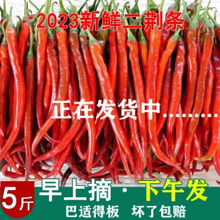 现摘新鲜红二荆条 红辣椒红海椒泡椒剁椒辣椒酱专用应季尖椒 红椒