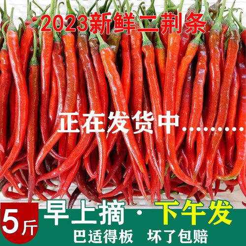 现摘新鲜红二荆条 红辣椒红海椒泡椒剁椒辣椒酱专用应季尖椒 红椒