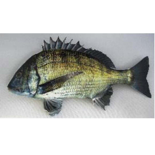 仿真海洋生物动物 鱼 3d立体纸模型diy手工制作儿童益智折纸玩具