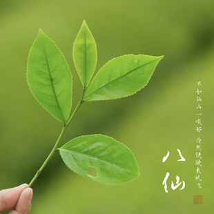 2023年老树八仙 武夷岩茶 50克 武焙茗茶 原生态野放茶