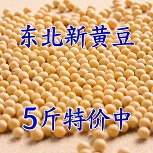 东北黄豆黑龙江农家大豆浆专用大豆五谷杂粮发豆芽批发新货黄大豆