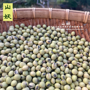 正宗农家土黄豆新鲜绿皮小粒老品种青皮黄豆做豆腐发豆芽打豆浆