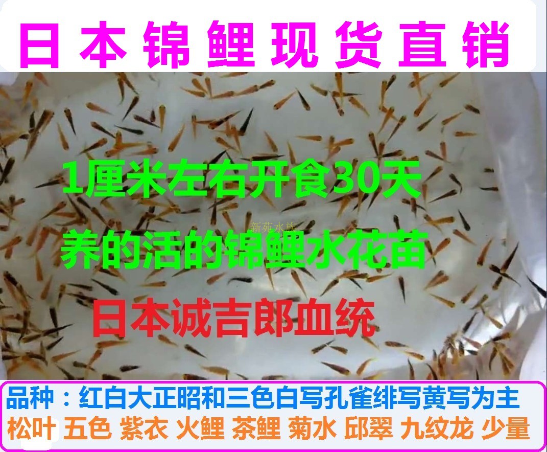 已开食 高端纯种日本冷水锦鲤水花夏花寸花小鱼苗混合品种未筛选