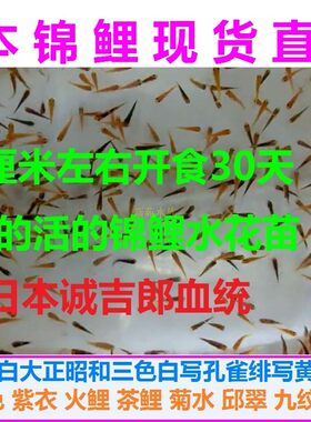 观赏鱼多品种混合花色观赏鱼锦鲤