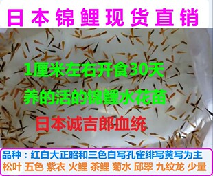 包活纯种多品种日本锦鲤水花鱼苗混合花色品种未筛选观赏鱼冷水鱼