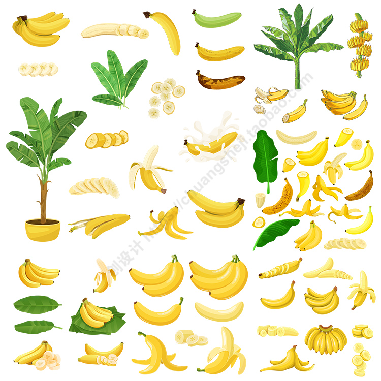 香蕉插画 手绘写实成熟水果金蕉弓蕉切面图标 ai格式矢量设计素材