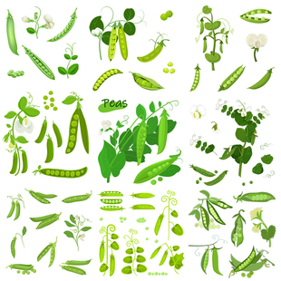 荷兰豆插画 卡通豌豆花藤豆子蔬菜果实 AI格式矢量设计素材