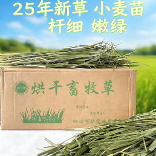 兔兔干草烘干小麦草牧草兔子草荷兰猪草龙猫牧草小麦苗毛重1kg