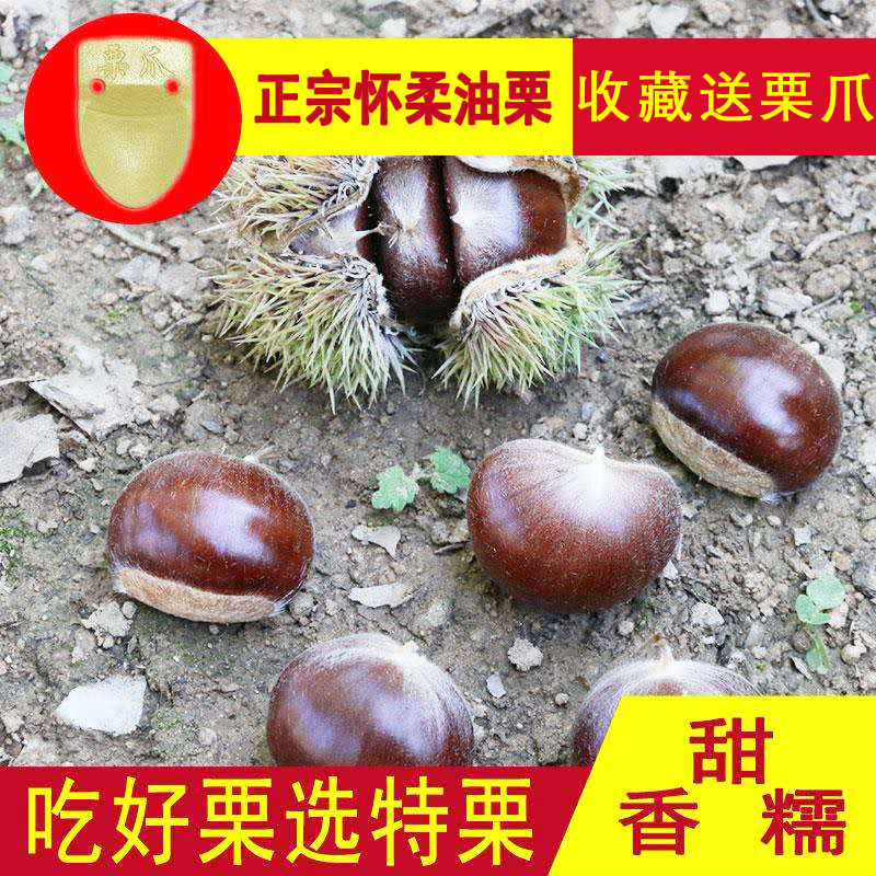 2025年怀柔油栗特产板栗生栗子新鲜板栗怀柔油栗甘栗油栗子鲜果