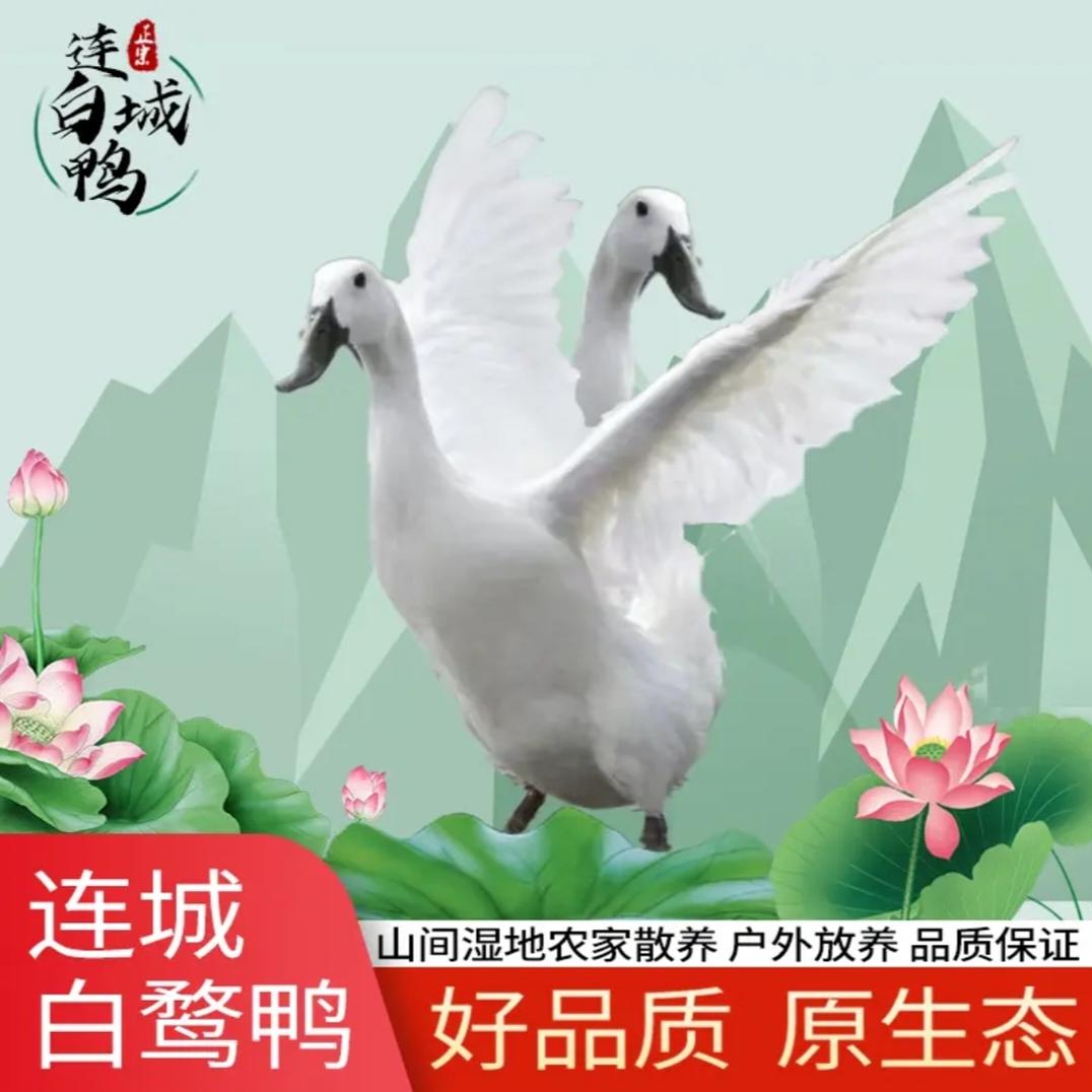 二年正宗福建老鸭连城白鹜鸭白鹭鸭农家小溪散养土鸭活鸭送货上门