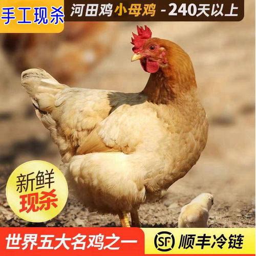 福建长汀河田鸡土鸡农家散养老小母鸡童子鸡公鸡小鸡阉鸡走地鸡