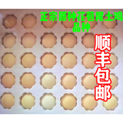 正宗原种花苞尾湘黄鸡蛋土鸡品种当天现捡现发顺丰包邮