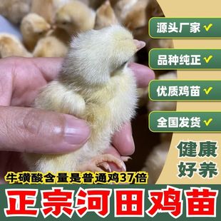 正宗河田鸡小鸡麻鸭活体鸡芦花鸡河田原种纯正种宠物鸡京东包邮