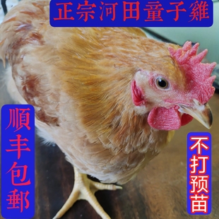 2只未打鸣正宗河田童子鸡小公鸡开叫仔鸡散养走地土鸡现杀新鲜