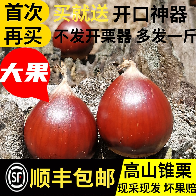 【顺丰5斤】2020年新鲜锥栗油栗子圆栗农家现摘毛栗非建瓯板栗