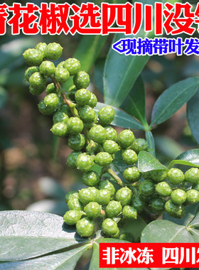 四川青花椒汉源江津九叶青藤椒麻