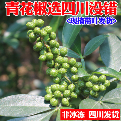四川青花椒汉源江津九叶青藤椒麻